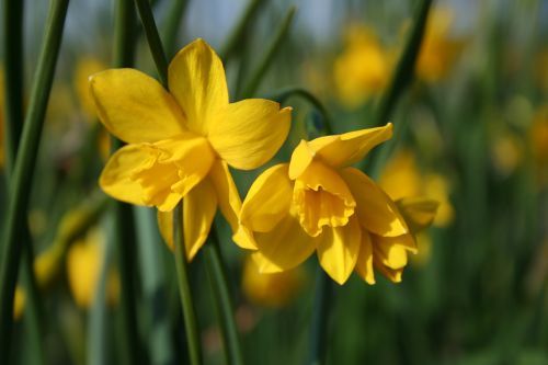 Narcissus 'Orange Queen'  bestellen